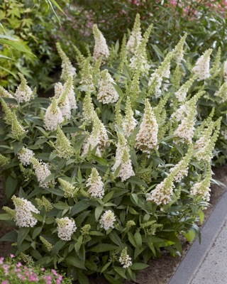 Buddleja-Little White_Garden