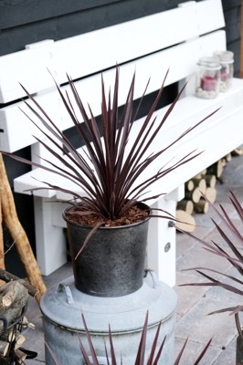 Cordyline-Little Red Star_Patio