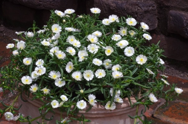 Delosperma-White Wonder_Patio