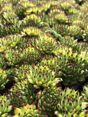 Sempervivum Emerald Swirl