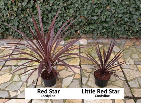 Cordyline-Little Red Star_General