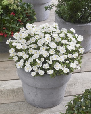 Delosperma-White Wonder_Patio