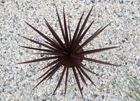 Cordyline-Little Red Star_Foliage