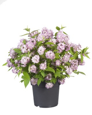 Deutzia-Raspberry Sundae_Pot