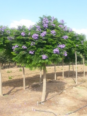 Jacaranda-Bonsai Blue_Nursery