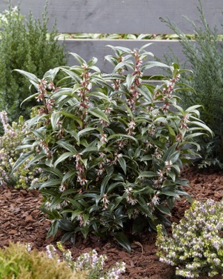 Sarcococca-Winter Gem_Garden