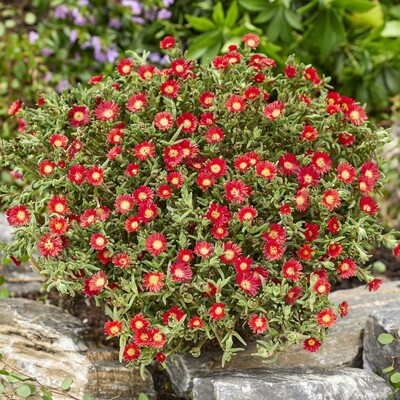 Delosperma WOW Hot Red