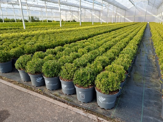 Buxus Better Boxwood Renaissance