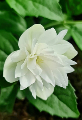 Philadelphus Pearls of Perfume