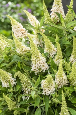 Buddleja-Little White_Flower