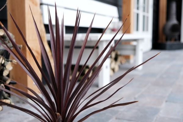 Cordyline-Little Red Star_Foliage