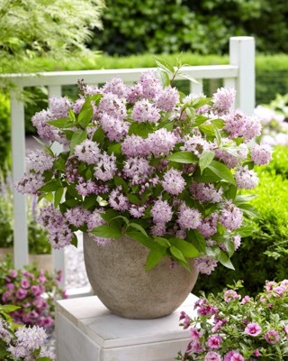 Deutzia-Raspberry Sundae_Patio