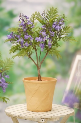 Jacaranda-Bonsai Blue_Pot