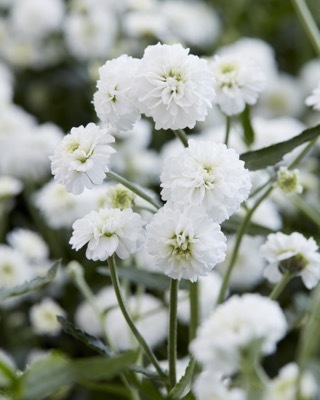 Achillea-Diadem_Flower