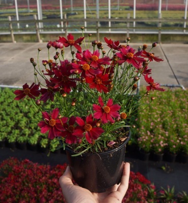 Coreopsis-Dragon_Pot