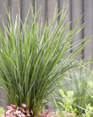 Dianella-Coolvista_Garden