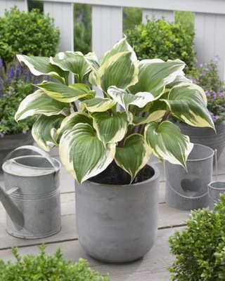 Hosta-Proud Treasure_Patio