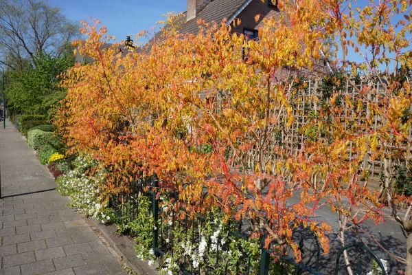 Koelreuteria-Coral Sun-Garden