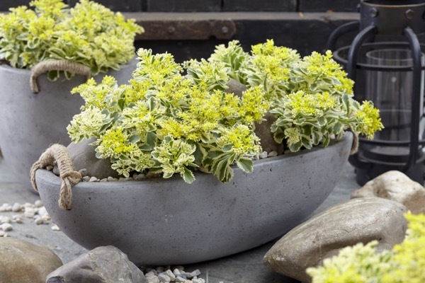 Sedum-Atlantis_Patio