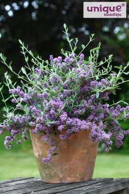 Buddleja-Unique _Pot