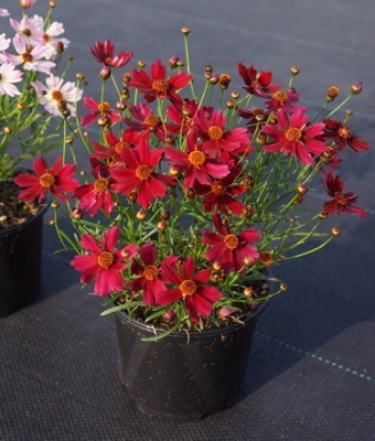 Coreopsis-Dragon_Pot