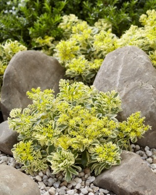 Sedum-Atlantis_Garden