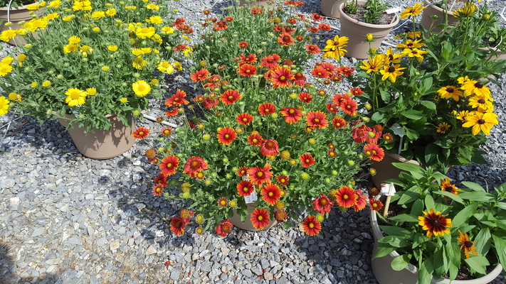 Gaillardia Sun Buddies Red