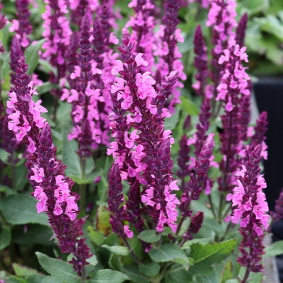 Salvia Caradonna Pink Inspiration