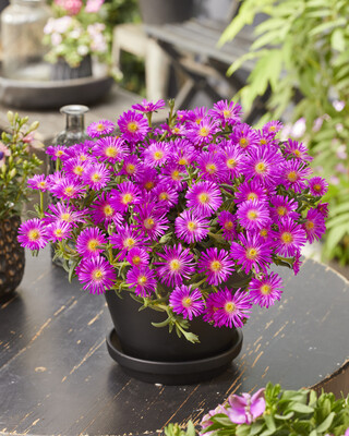 Delosperma Ocean Sunset Violet