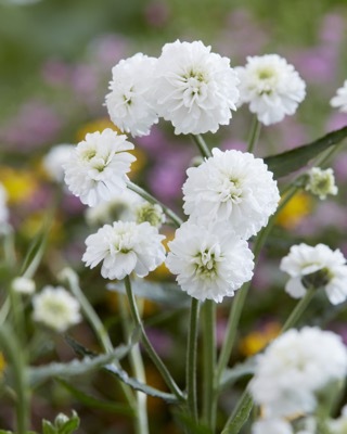 Achillea-Diadem_Close up flower