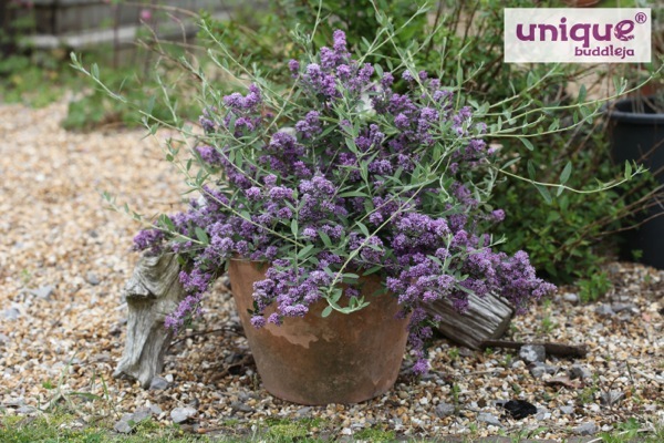 Buddleja-Unique _Pot