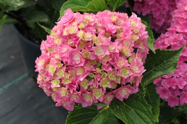 Hydrangea-Black Together_Close up flower