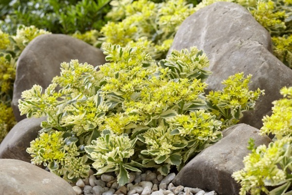 Sedum-Atlantis_Garden