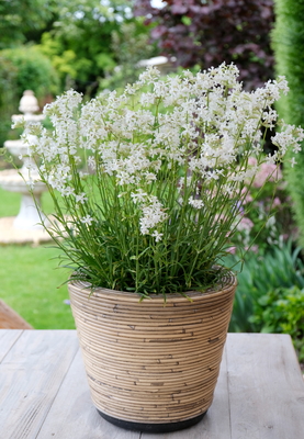 Lychnis Snow Cloud