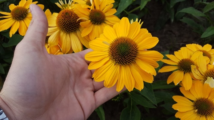 Echinacea-Tweety_Close up flower