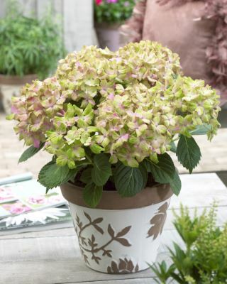 Hydrangea-Fantasia_Patio