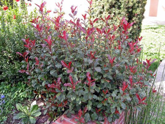 Photinia-Fire Fantasy_Garden