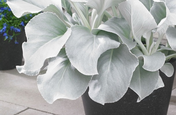 Senecio-Angel Wings_Foliage