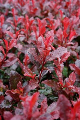 Photinia-Fire Fantasy_Close up flower