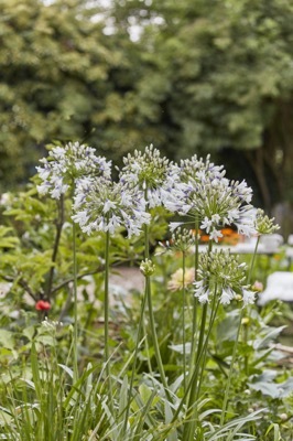 Agapanthus-Fireworks_Flower