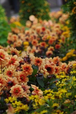 Dahlia-Dreamy Eyes_Garden