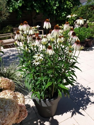 Echniacea-Pretty Parasols_Patio