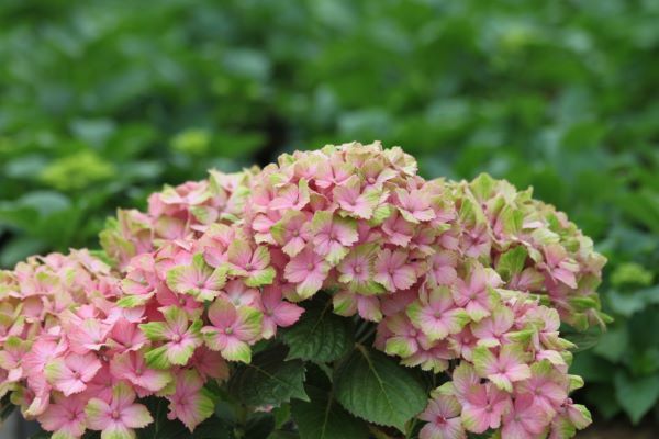 Hydrangea-Fantasia_Flowers