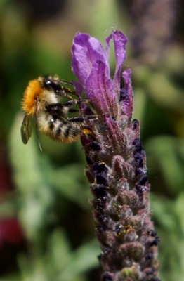 Lavandula-Lusi Purple_Close up flower