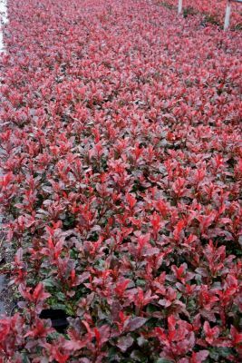 Photinia-Fire Fantasy_Flowers