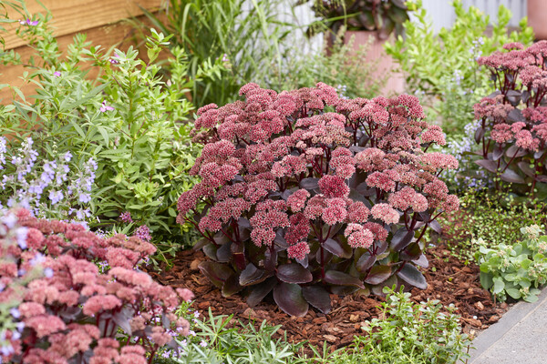 Sedum Black Knight