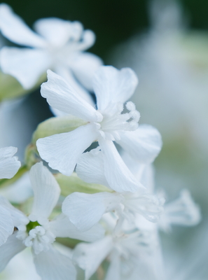 Lychnis Snow Cloud