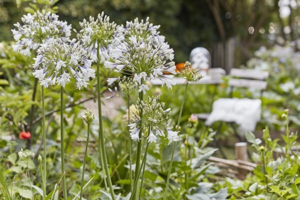 Agapanthus-Fireworks_Flower