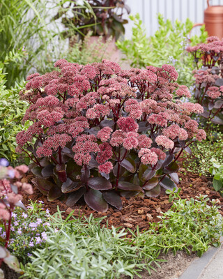 Sedum Black Knight