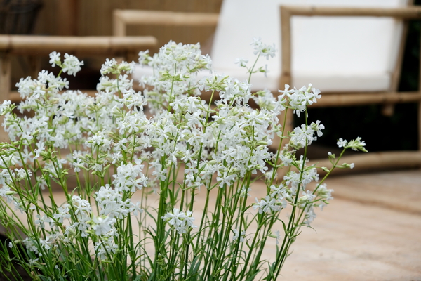 Lychnis Snow Cloud